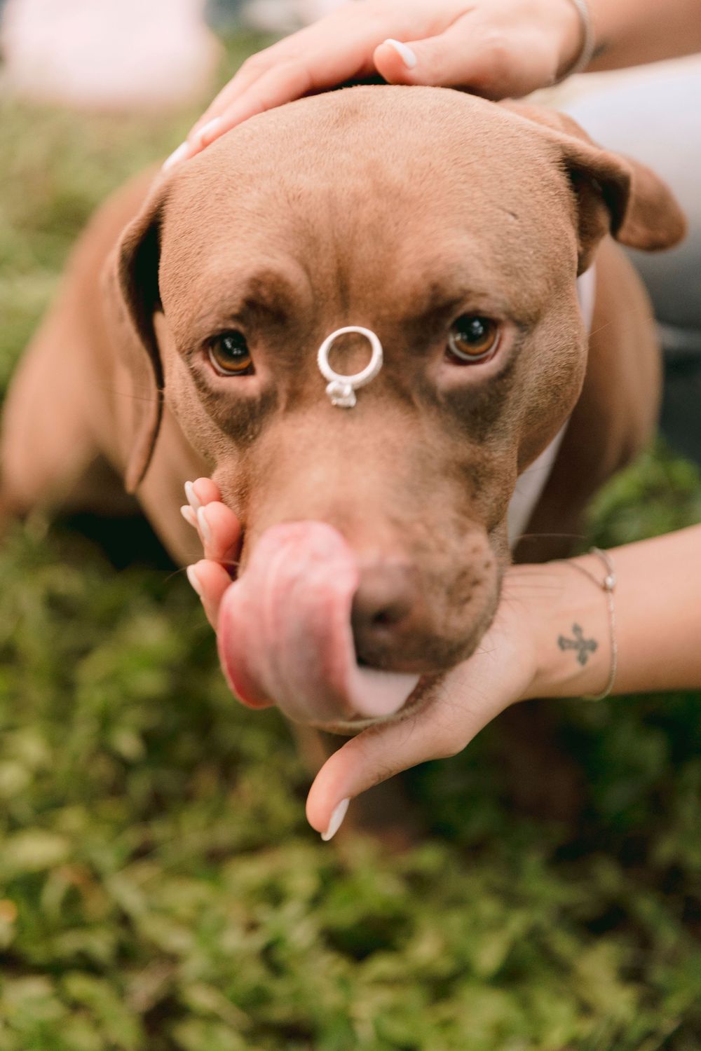 Brown dog licking hand with an engagement ring balanced on its nose on green grass.