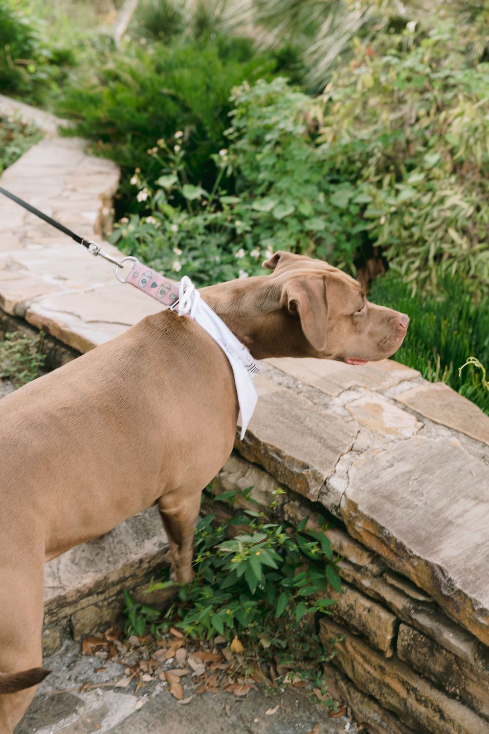 Brown pit bull puppy wearing a white harness and leash, standing on stone steps surrounded by lush green garden plants.