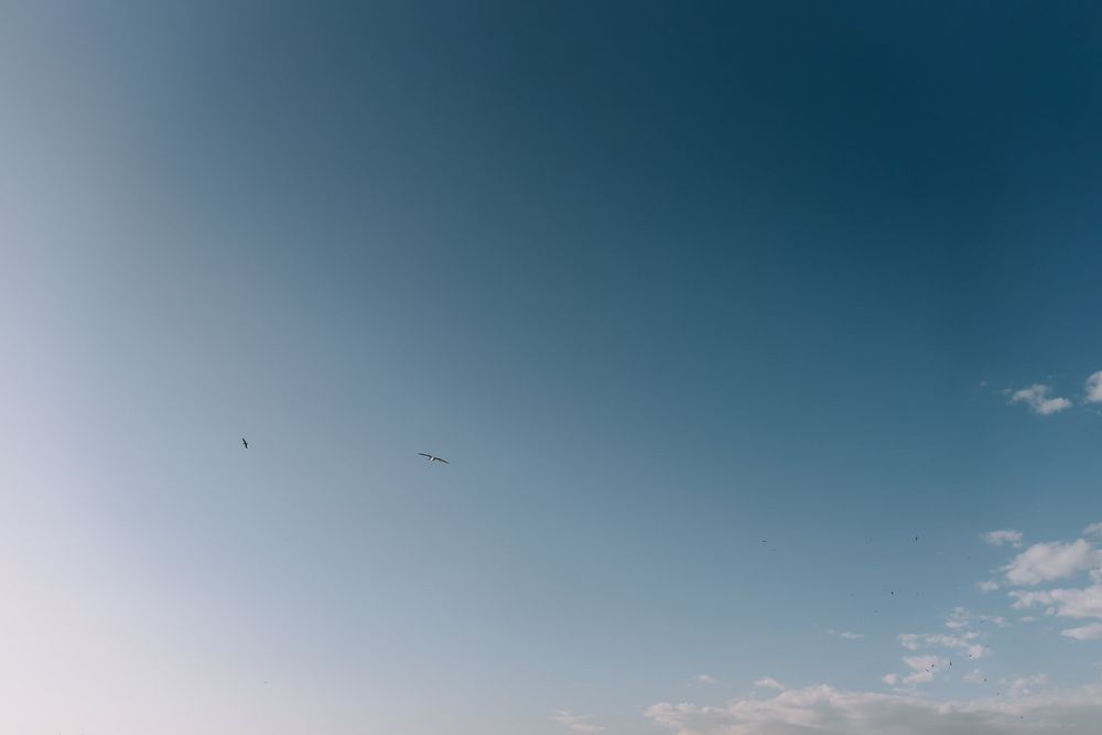 Two birds soaring high in a clear blue sky with soft clouds on the horizon.