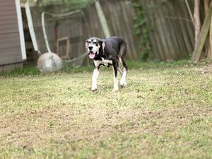 A black and white dog stands in a grassy backyard with a wooden fence, tongue out, looking alert.