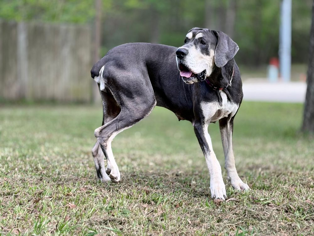 A large black and white Great Dane dog standing on green grass outdoors with trees in the background.