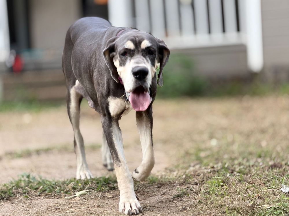 A large Great Dane dog with gray and white markings walks outdoors with tongue out on a dirt path.