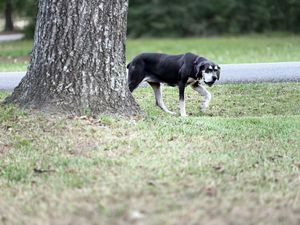 A black and white dog walks across a grassy park near a large tree trunk on a cloudy day.