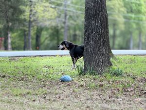 Black and white dog standing by a tree in a grassy park with a blue ball nearby.