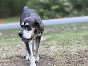 Senior gray-muzzled dog walking on a path in a park with tongue out on a cloudy day.