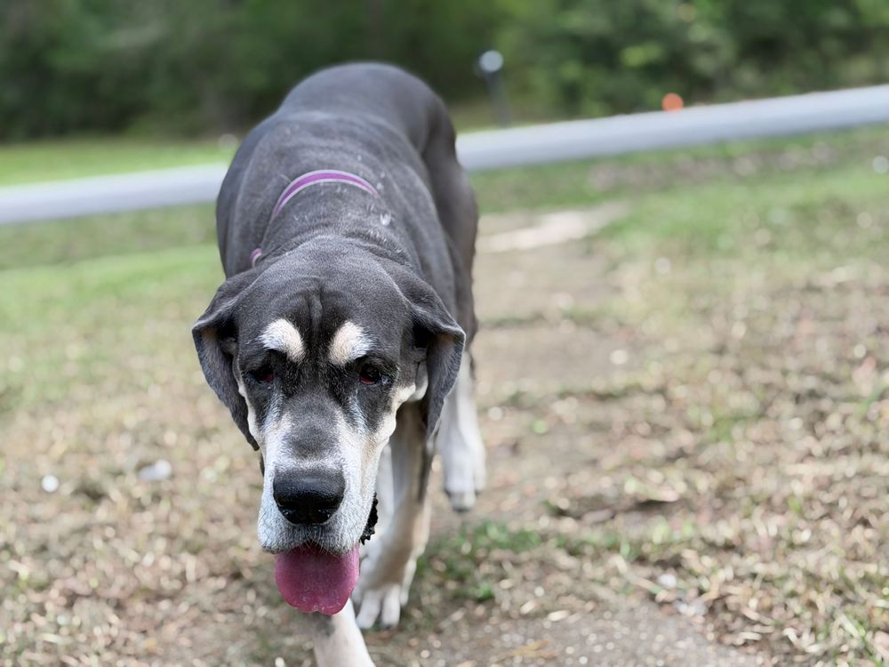 Large black and white dog with pink tongue out walking on a dirt path in a green outdoor park setting.