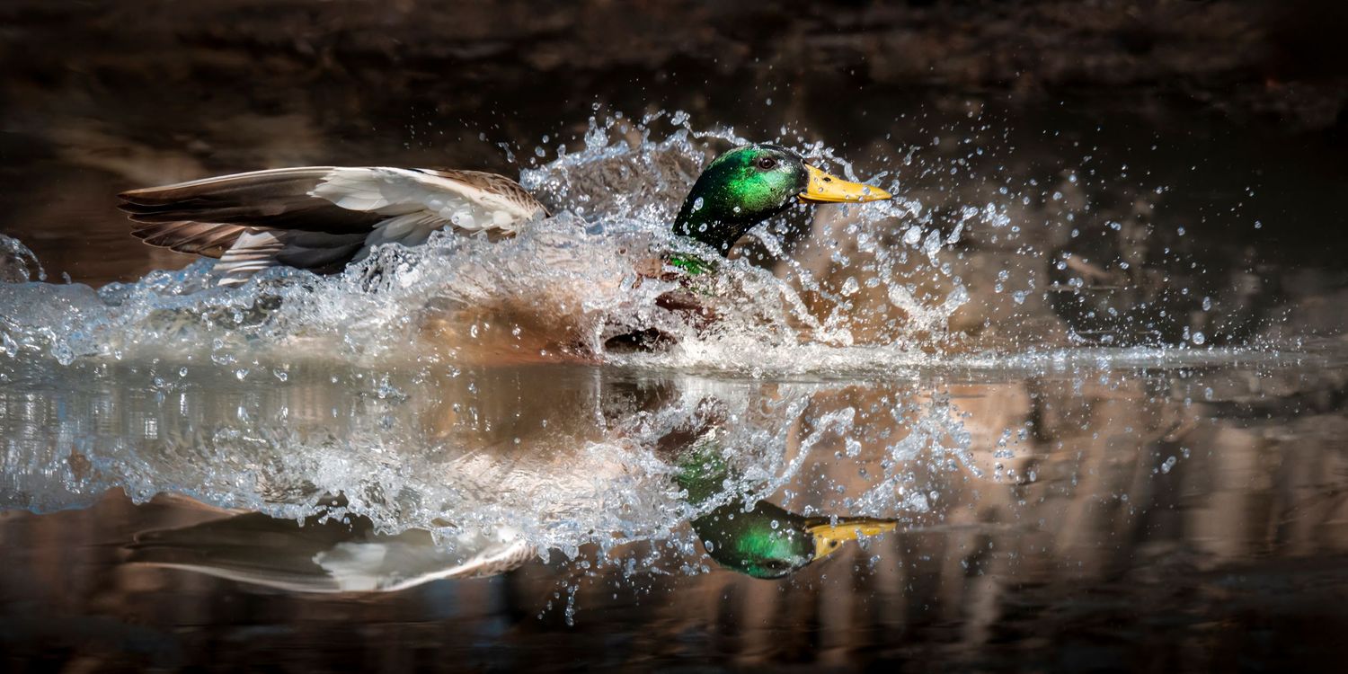 A mallard duck splashing through water with vivid green head feathers glistening in dramatic action photography.