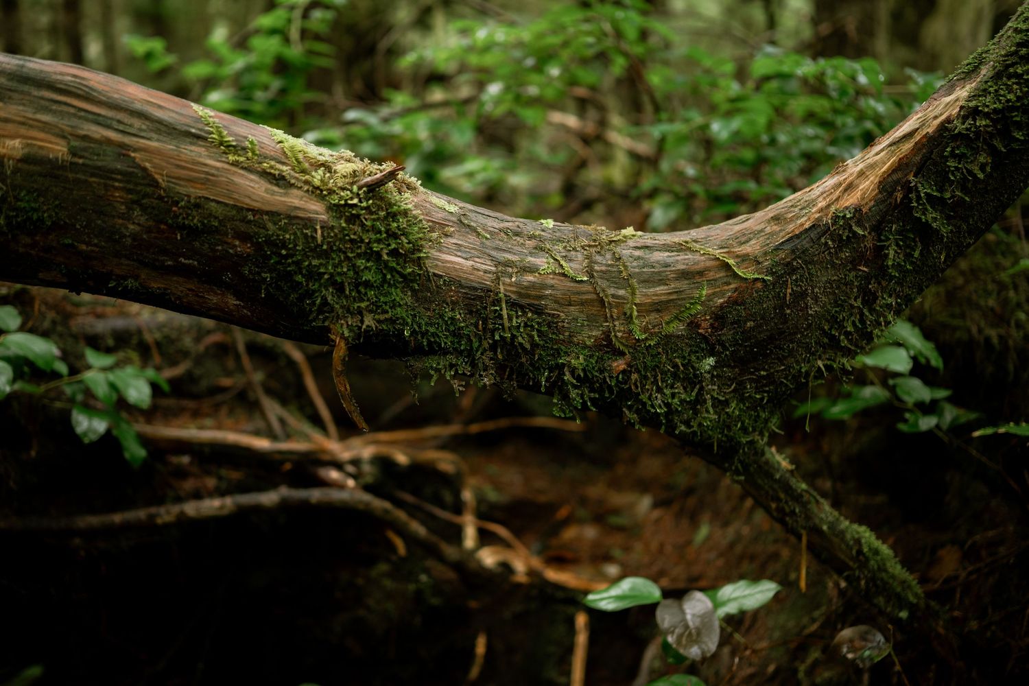 beautiful tofino forest