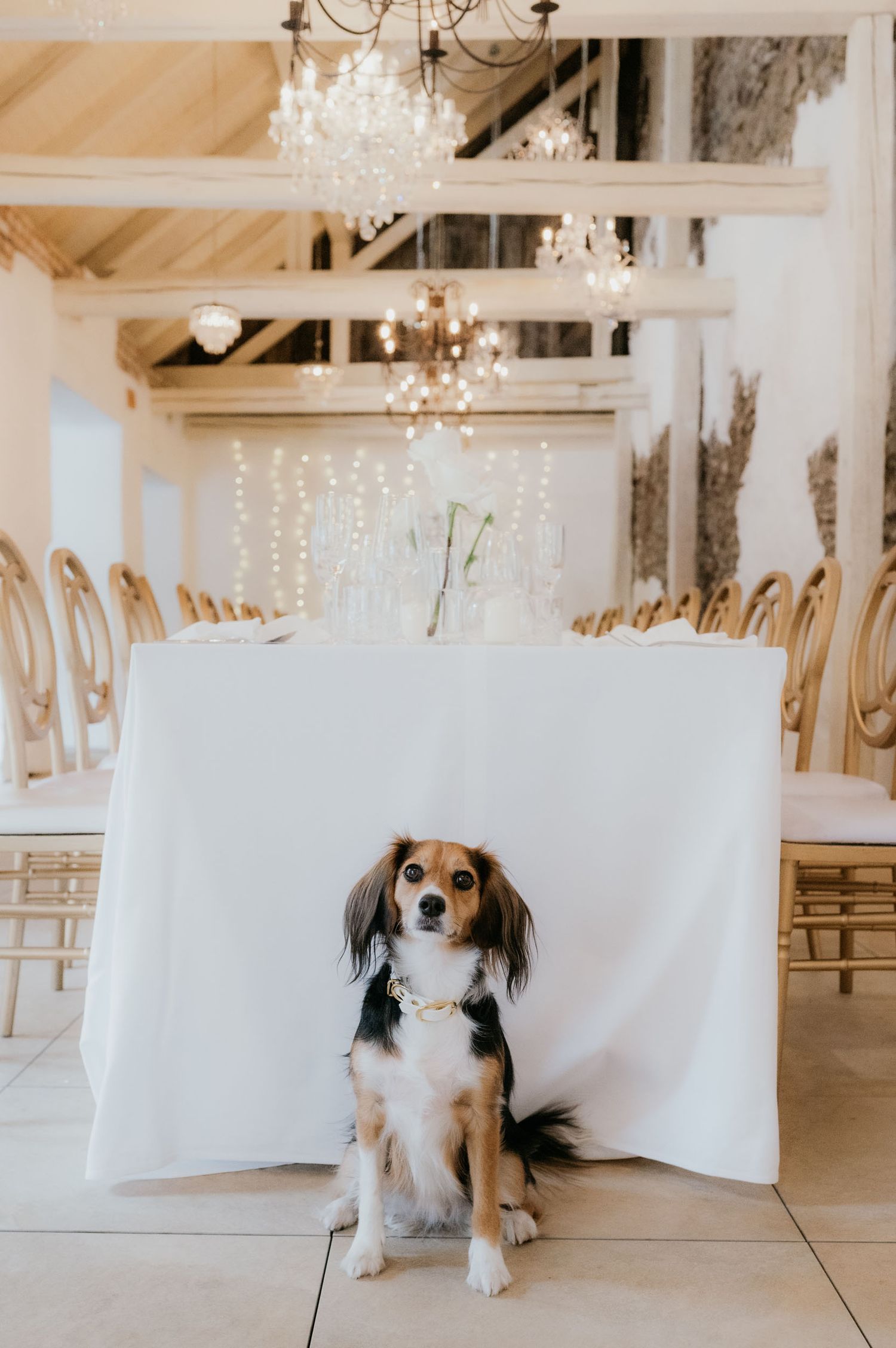 A well-dressed Cavalier King Charles Spaniel sits beneath a white-draped wedding reception table adorned with crystal chandeliers.