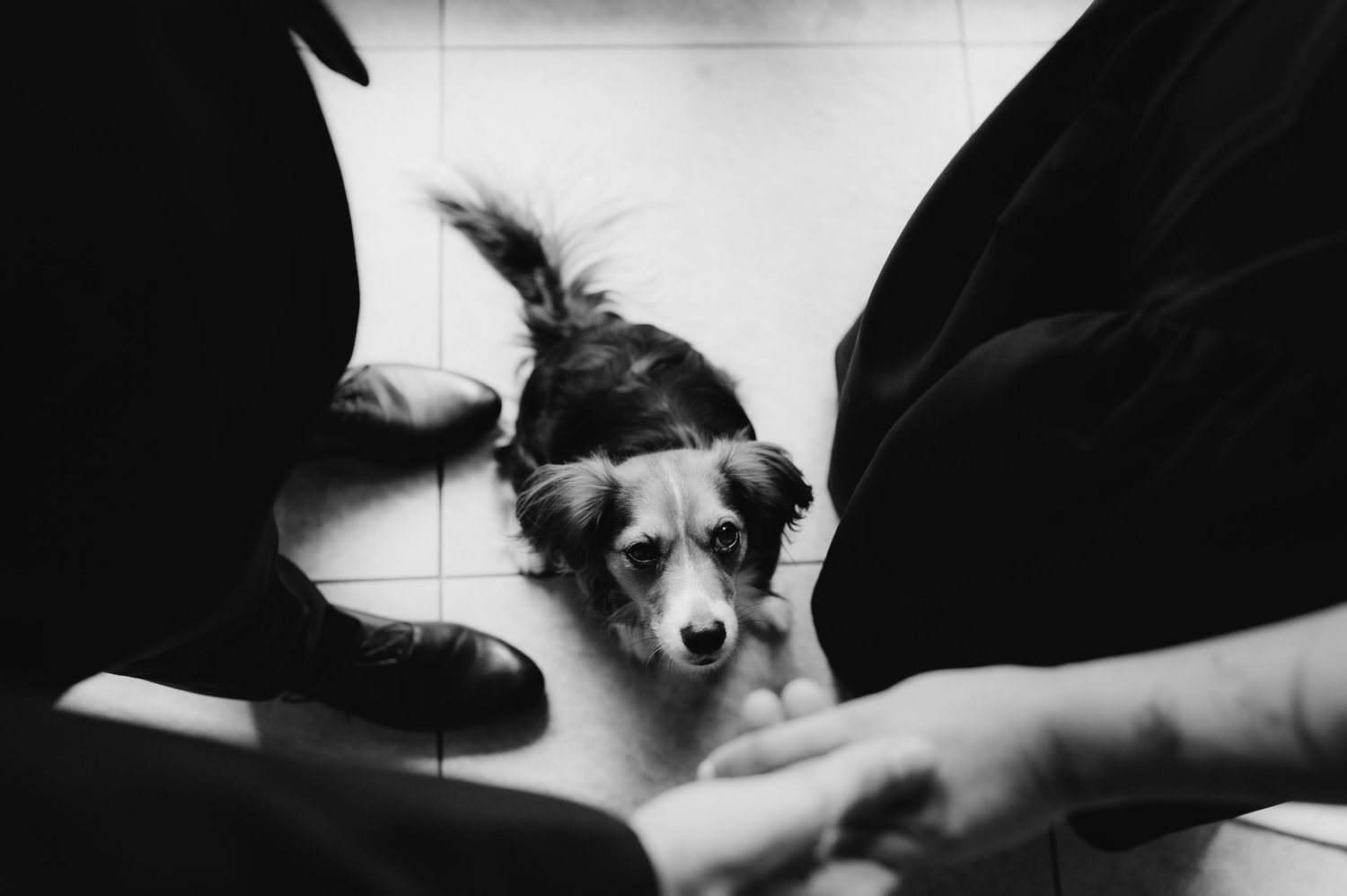 Black and white photo of a small dog looking up between two people standing close together indoors.