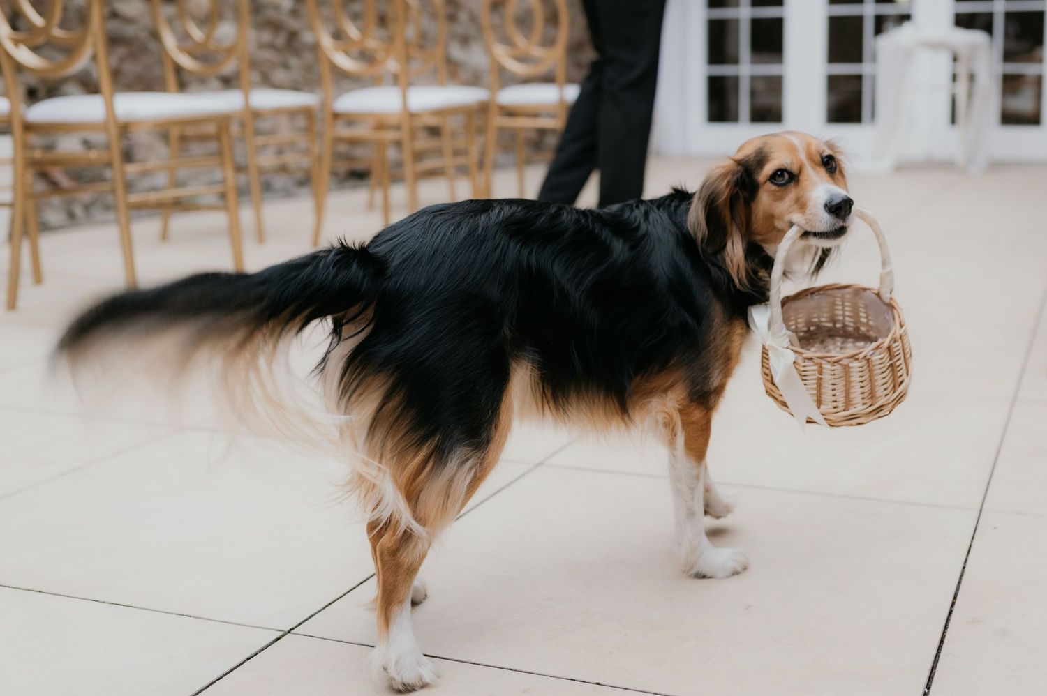 Adorable tricolor dog carrying a wicker basket as a ring bearer at an outdoor wedding ceremony.