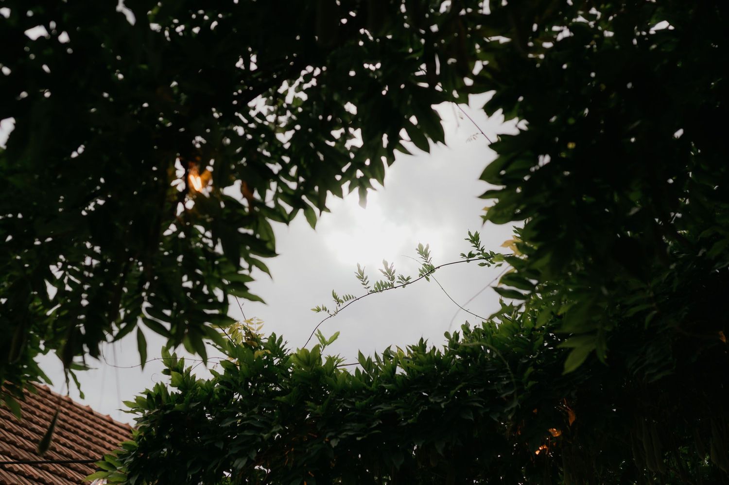 A view looking up through lush green tree canopy toward an overcast sky above a rooftop.