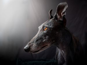 Dog photo shoot Oxford
Professional dog photographer Oxford.
Dog photographer near me
Reactive dog photographer
Dog photo shoot price