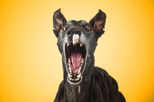 Dog photo shoot Oxford
Professional dog photographer Oxford.
Dog photographer near me
Reactive dog photographer
Dog photo shoot price