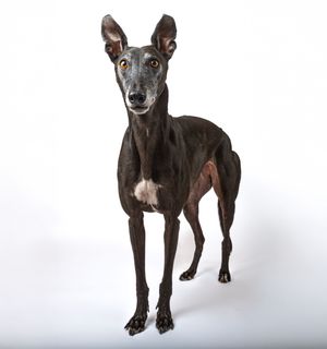 Dog photo shoot Oxford
Professional dog photographer Oxford.
Dog photographer near me
Reactive dog photographer
Dog photo shoot price