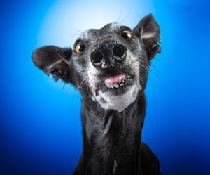 Dog photo shoot Oxford
Professional dog photographer Oxford.
Dog photographer near me
Reactive dog photographer
Dog photo shoot price