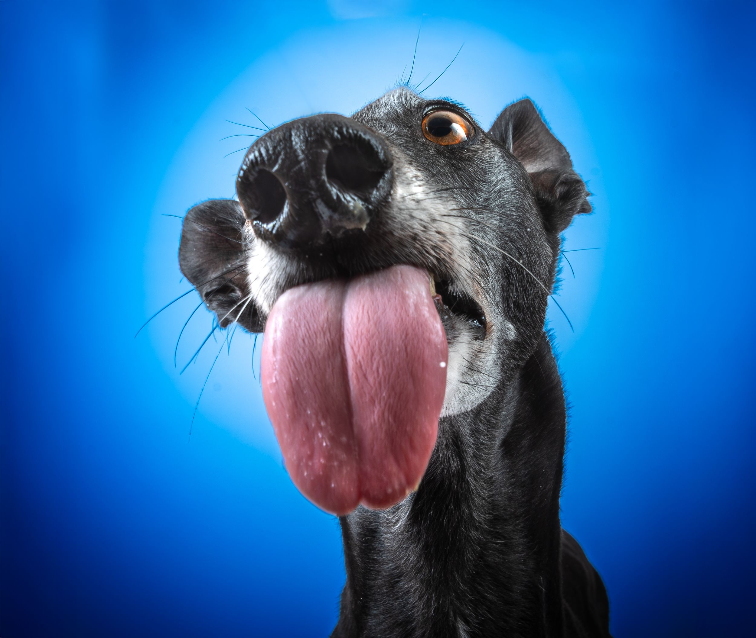 Dog photo shoot Oxford
Professional dog photographer Oxford.
Dog photographer near me
Reactive dog photographer
Dog photo shoot price