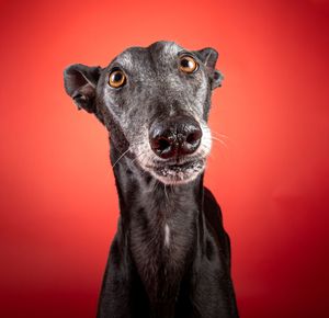 Dog photo shoot Oxford
Professional dog photographer Oxford.
Dog photographer near me
Reactive dog photographer
Dog photo shoot price