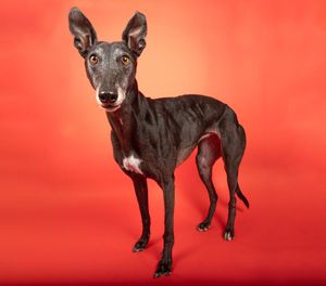 Dog photo shoot Oxford
Professional dog photographer Oxford.
Dog photographer near me
Reactive dog photographer
Dog photo shoot price
