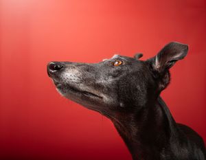 Dog photo shoot Oxford
Professional dog photographer Oxford.
Dog photographer near me
Reactive dog photographer
Dog photo shoot price