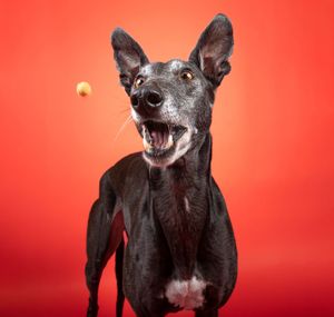 Dog photo shoot Oxford
Professional dog photographer Oxford.
Dog photographer near me
Reactive dog photographer
Dog photo shoot price