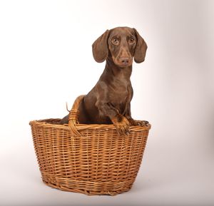 Dog photo shoot Oxford
Professional dog photographer Oxford.
Dog photographer near me
Reactive dog photographer
Dog photo shoot price