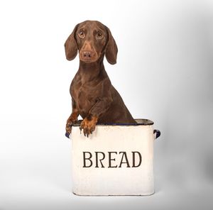 Dog photo shoot Oxford
Professional dog photographer Oxford.
Dog photographer near me
Reactive dog photographer
Dog photo shoot price