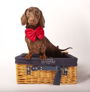 Dog photo shoot Oxford
Professional dog photographer Oxford.
Dog photographer near me
Reactive dog photographer
Dog photo shoot price