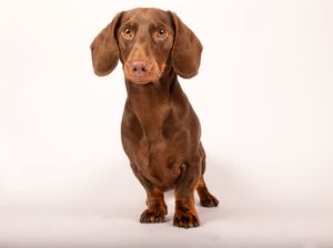 Dog photo shoot Oxford
Professional dog photographer Oxford.
Dog photographer near me
Reactive dog photographer
Dog photo shoot price