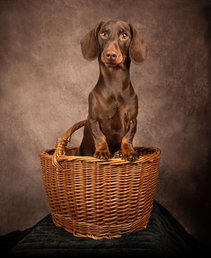 Dog photo shoot Oxford
Professional dog photographer Oxford.
Dog photographer near me
Reactive dog photographer
Dog photo shoot price