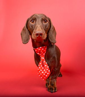 Dog photo shoot Oxford
Professional dog photographer Oxford.
Dog photographer near me
Reactive dog photographer
Dog photo shoot price