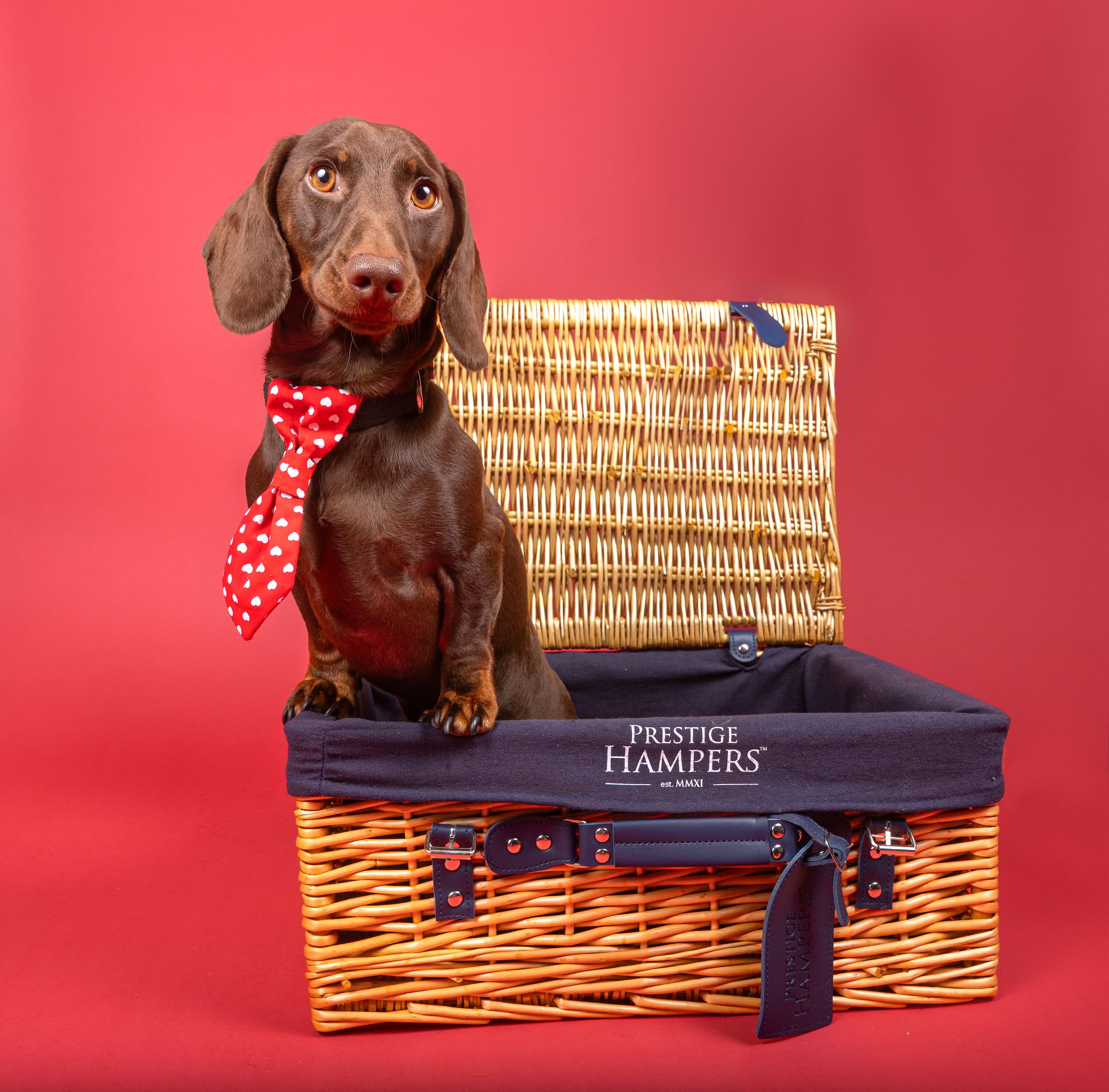 Dog photo shoot Oxford
Professional dog photographer Oxford.
Dog photographer near me
Reactive dog photographer
Dog photo shoot price
