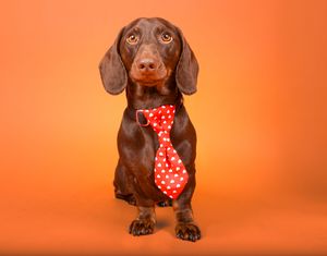 Dog photo shoot Oxford
Professional dog photographer Oxford.
Dog photographer near me
Reactive dog photographer
Dog photo shoot price