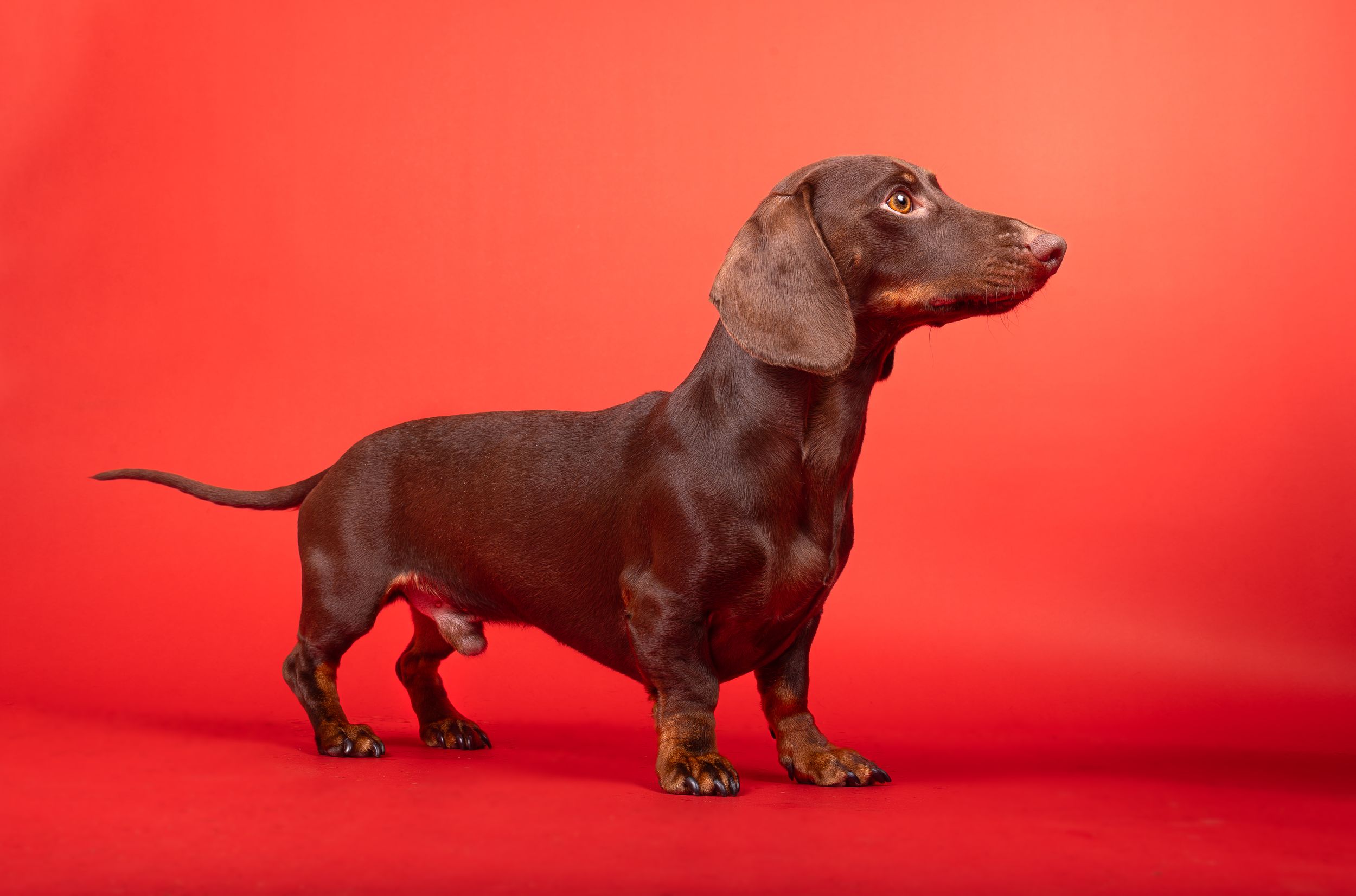 Dog photo shoot Oxford
Professional dog photographer Oxford.
Dog photographer near me
Reactive dog photographer
Dog photo shoot price