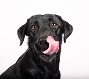 Dog photo shoot Oxford
Professional dog photographer Oxford.
Dog photographer near me
Reactive dog photographer
Dog photo shoot price