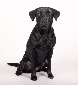 Dog photo shoot Oxford
Professional dog photographer Oxford.
Dog photographer near me
Reactive dog photographer
Dog photo shoot price