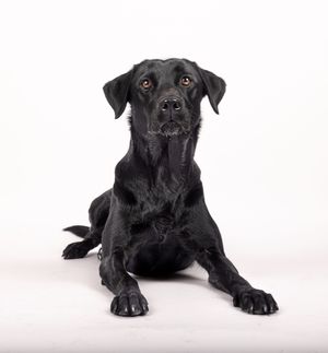 Dog photo shoot Oxford
Professional dog photographer Oxford.
Dog photographer near me
Reactive dog photographer
Dog photo shoot price