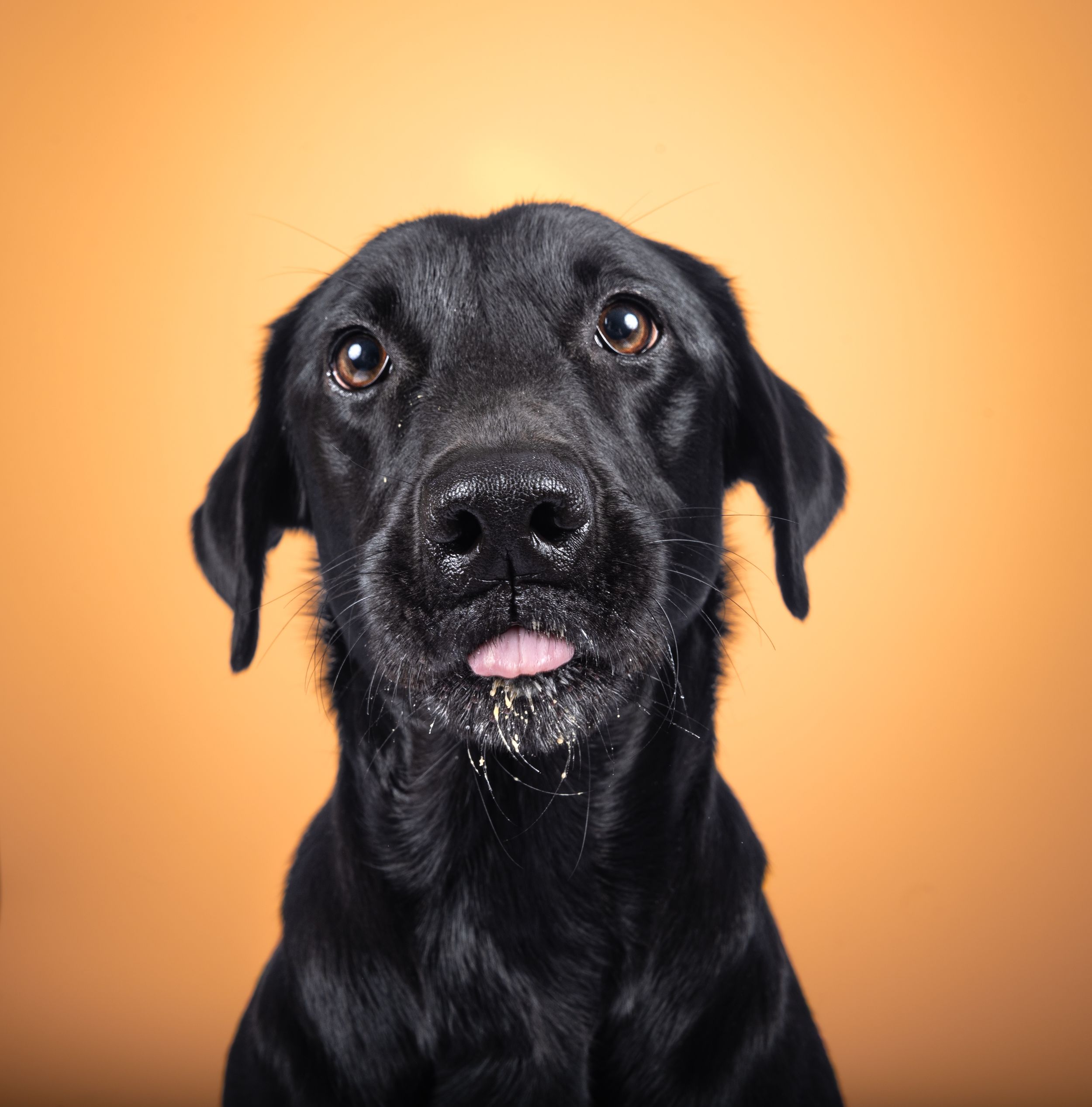 Dog photo shoot Oxford
Professional dog photographer Oxford.
Dog photographer near me
Reactive dog photographer
Dog photo shoot price