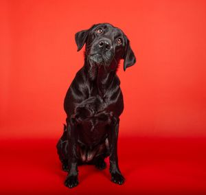 Dog photo shoot Oxford
Professional dog photographer Oxford.
Dog photographer near me
Reactive dog photographer
Dog photo shoot price