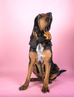 Dog photo shoot Oxford
Professional dog photographer Oxford.
Dog photographer near me
Reactive dog photographer
Dog photo shoot price