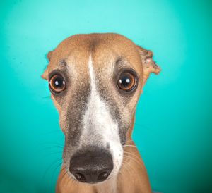 Dog photo shoot Oxford
Professional dog photographer Oxford.
Dog photographer near me
Reactive dog photographer
Dog photo shoot price