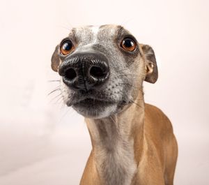 Dog photo shoot Oxford
Professional dog photographer Oxford.
Dog photographer near me
Reactive dog photographer
Dog photo shoot price