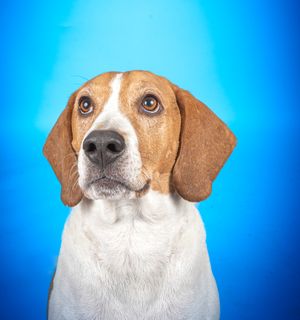 Dog photo shoot Oxford
Professional dog photographer Oxford.
Dog photographer near me
Reactive dog photographer
Dog photo shoot price