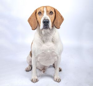 Dog photo shoot Oxford
Professional dog photographer Oxford.
Dog photographer near me
Reactive dog photographer
Dog photo shoot price