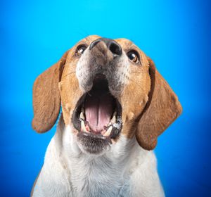 Dog photo shoot Oxford
Professional dog photographer Oxford.
Dog photographer near me
Reactive dog photographer
Dog photo shoot price
