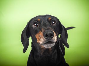 Dog photo shoot Oxford
Professional dog photographer Oxford.
Dog photographer near me
Reactive dog photographer
Dog photo shoot price