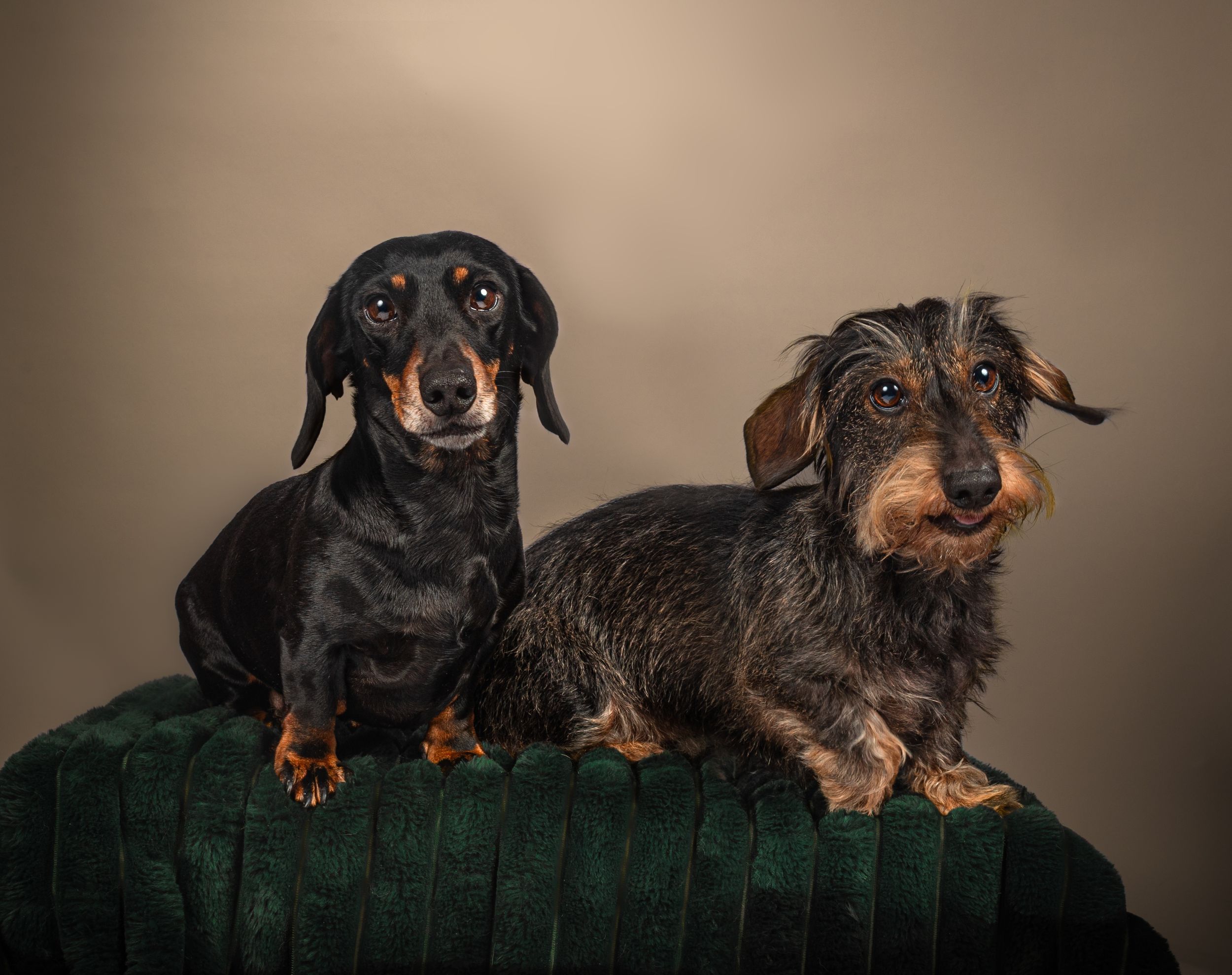 Dog photo shoot Oxford
Professional dog photographer Oxford.
Dog photographer near me
Reactive dog photographer
Dog photo shoot price
