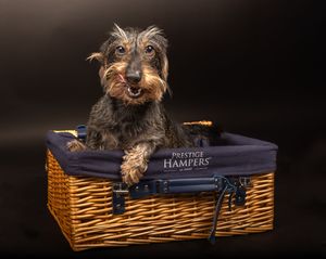 Dog photo shoot Oxford
Professional dog photographer Oxford.
Dog photographer near me
Reactive dog photographer
Dog photo shoot price