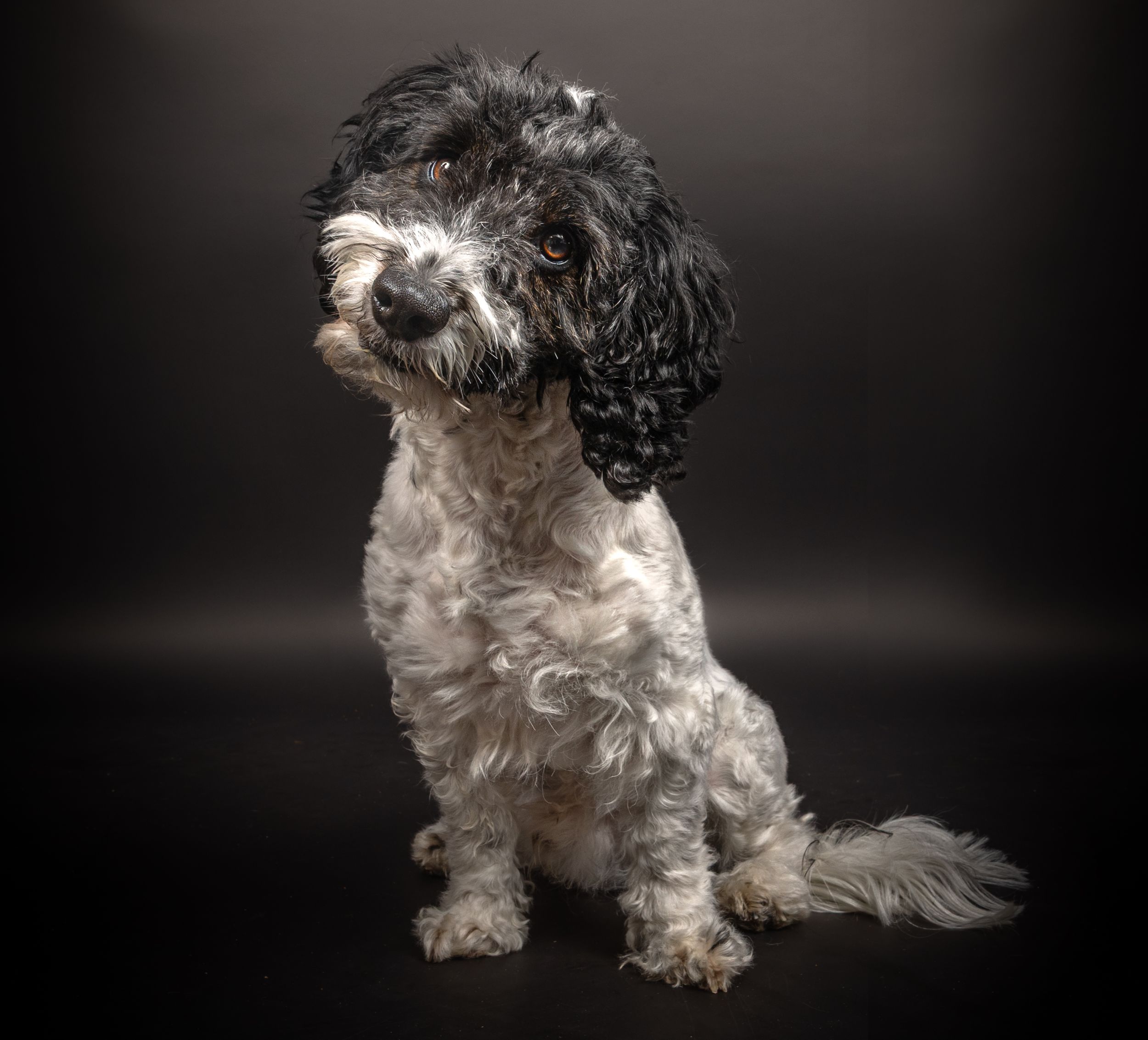 Dog photo shoot Oxford
Professional dog photographer Oxford.
Dog photographer near me
Reactive dog photographer
Dog photo shoot price