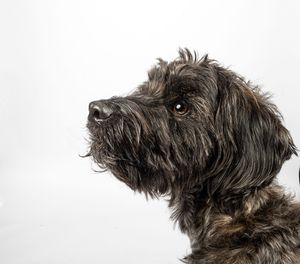 Dog photo shoot Oxford
Professional dog photographer Oxford.
Dog photographer near me
Reactive dog photographer
Dog photo shoot price
